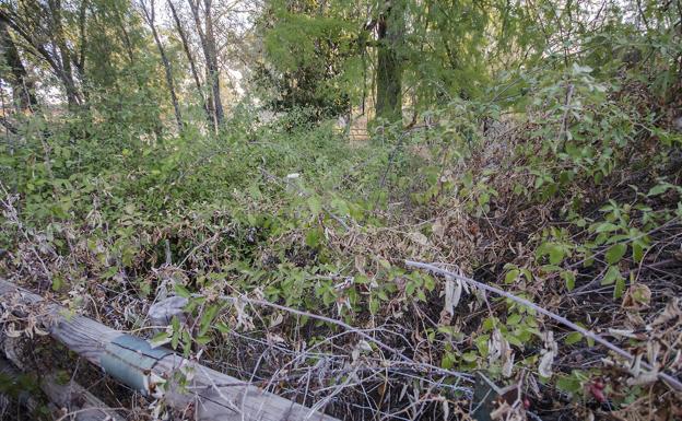 Ciprés Calvo de las Mimbres, ¿otra crónica de muerte anunciada?
