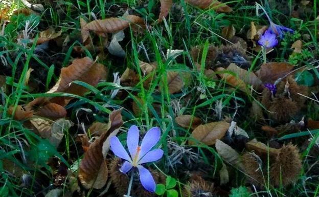 Las vías pecuarias de Fregenal, trashumancia y biodiversidad