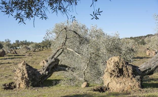 El Día del Árbol