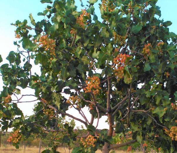 Fuente de Cantos podría albergar una planta de procesado de pistachos