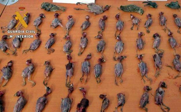 La Guardia Civil de Fuente de Cantos sorprende a un vecino de Calzadilla de los Barros capturando pájaros con artes prohibidas