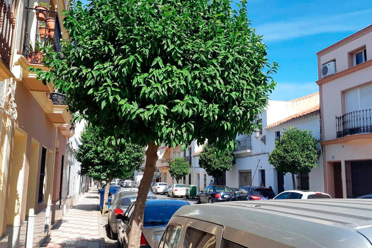 Los vecinos de Guareña afectados por los naranjos y las palmeras prefieren que se quiten los árboles
