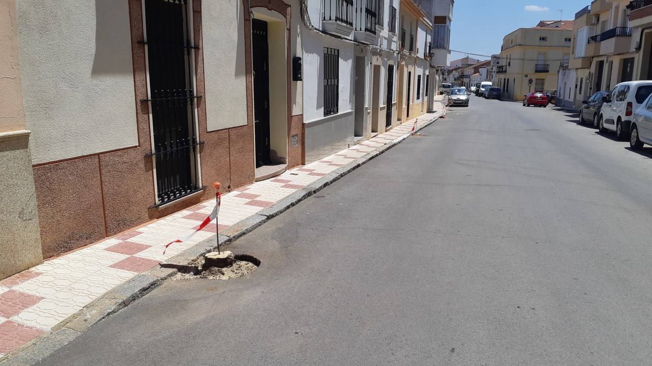 El gobierno municipal tala los árboles de las calles Nueva y Luis Chamizo