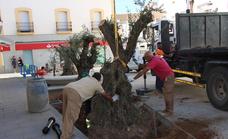 La calle Pajares presenta tres olivos verdiales centenarios