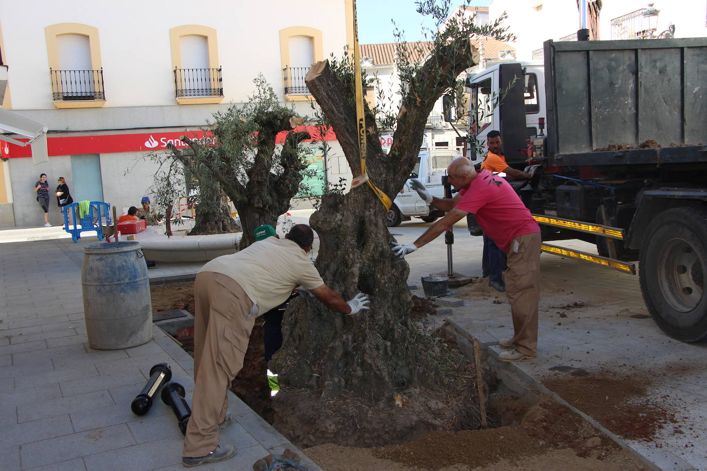 La calle Pajares presenta tres olivos verdiales centenarios