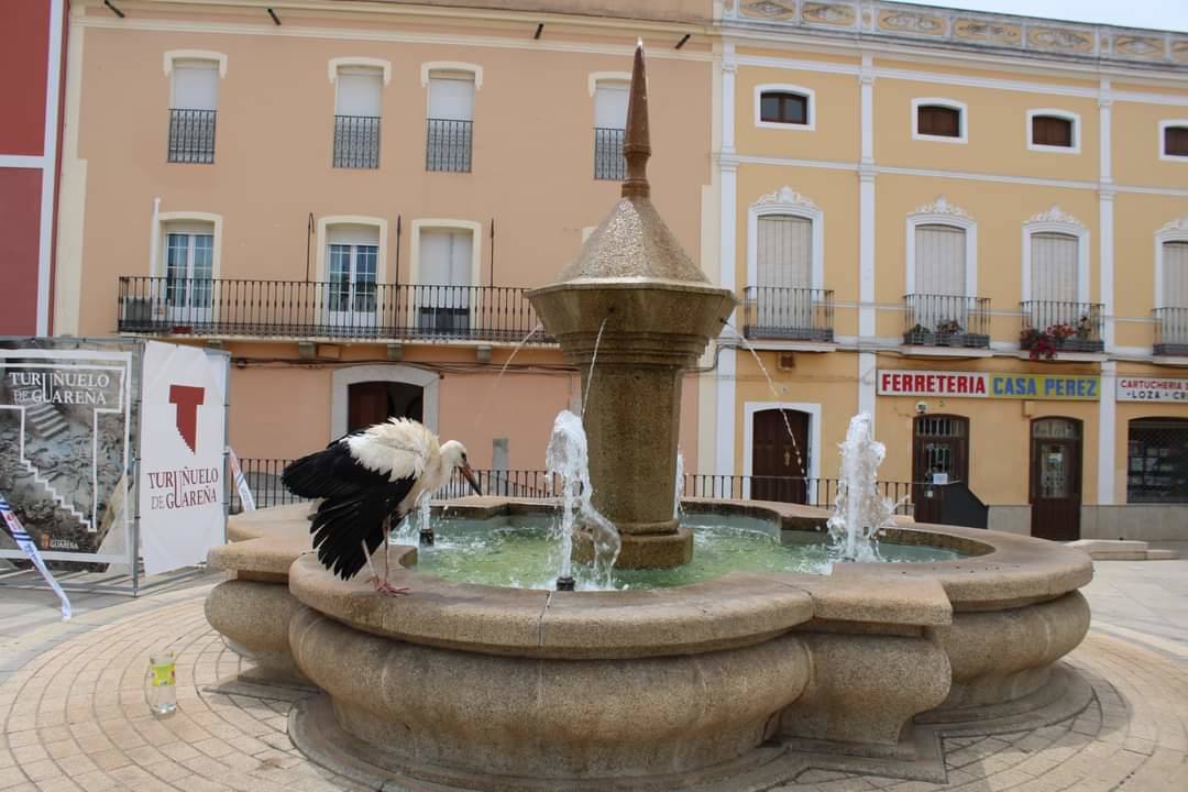 Una cigüeña refrescándose en la fuente de la Plaza de España./cedida