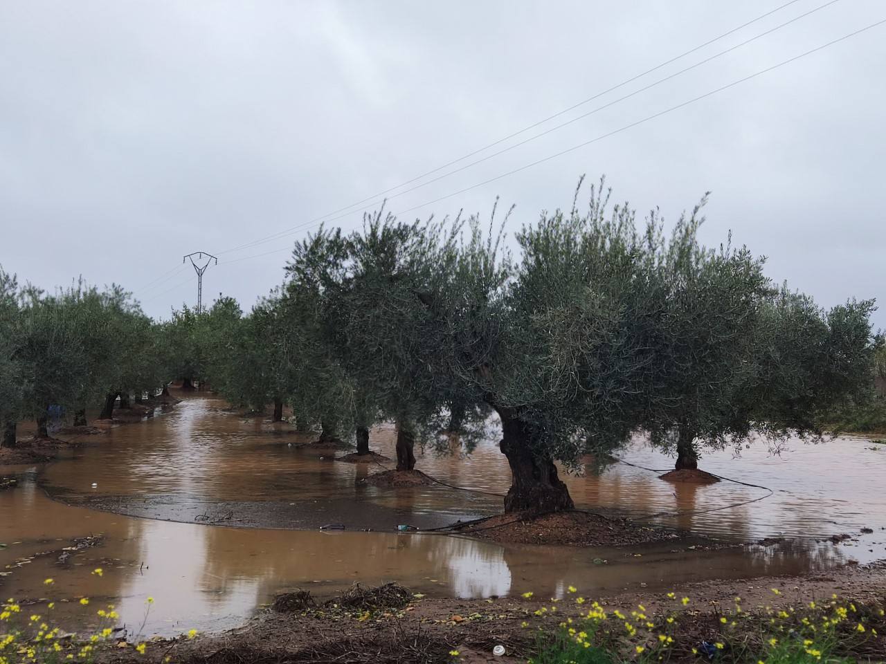 Un olivar en la carretera de la Estación inundado./PF