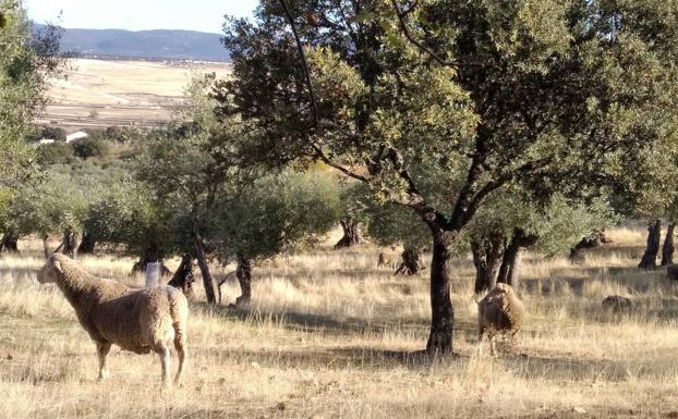 Garbayuela y Risco escenario de las actividades este fin de semana en La Reserva de la Biosfera de La Siberia