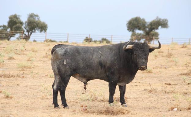 A partir del 13 de agosto se pondrá a la venta las entrada para la Feria Taurina 2020