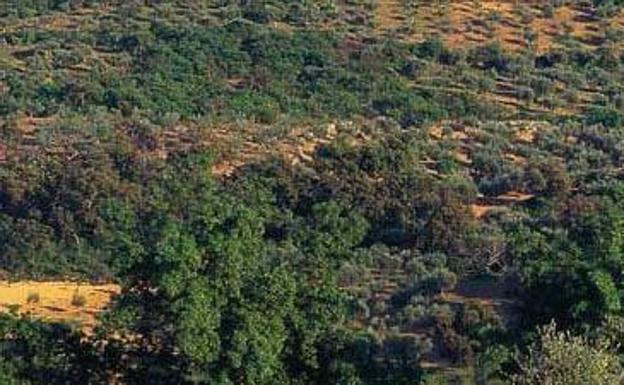 Se mejorarán las zonas forestales de Herrera del Duque