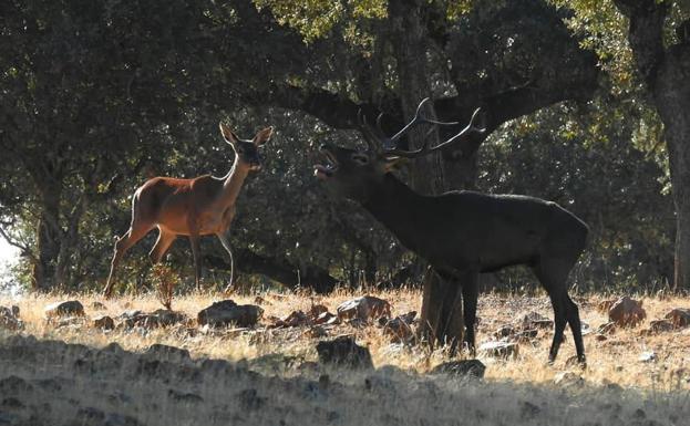 La Reserva de la Biosfera de La Siberia presenta en NATURCYL su calendario de actividades de otoño