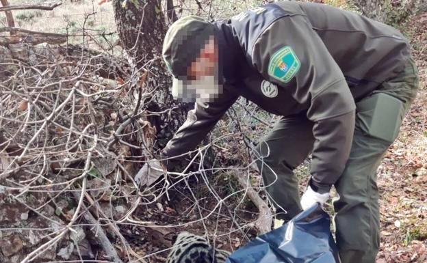 Investigado un vecino de Fuenlabrada de los Montes por dar muerte a animales silvestres protegidos