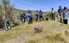 Liberado un lice ibérico en la ZEC de la Sierra Grande