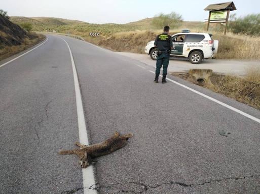 Un cachorro de lince ibérico aparece atropellado en la carretera de Hornachos a Llera
