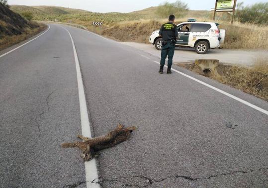 La Diputación de Badajoz actuará en la carretera de Hornachos a Llera, con el fin de evitar los atropellos de linces ibéricos