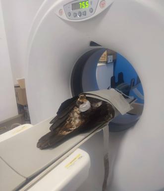 Este miércoles 15 de febrero el SEPRONA pondrá en libertad un Águila real recuperada en el centro de AMUS provista de un emisor GPS
