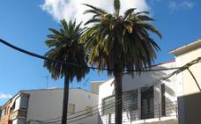 El picudo rojo ataca a una de las palmeras de la Casa de la Cultura, centenaria y emblemática