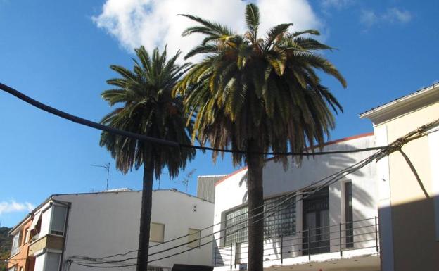 El picudo rojo ataca a una de las palmeras de la Casa de la Cultura, centenaria y emblemática