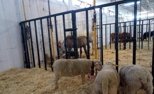 Comienzan las II Jornadas agroganaderas, en el Centro de Tabaco