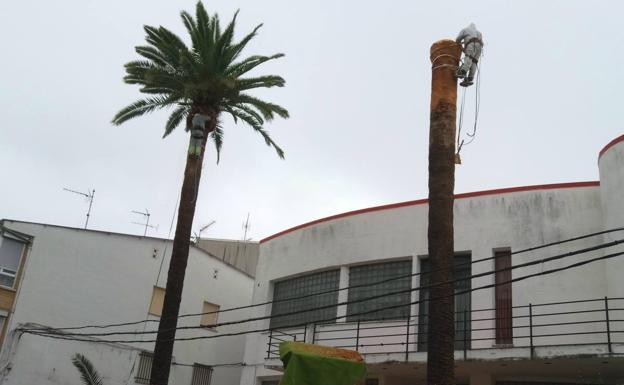 La palmera centenaria dañada por el picudo rojo tiene posibilidades de recuperarse