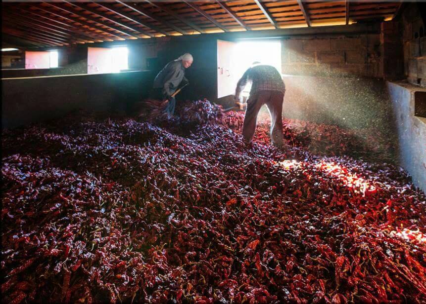 La Junta concede ayudas para el secado de pimiento para pimentón