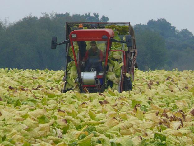 Cetarsa acuerda con los tabaqueros anticiparles trece millones de euros