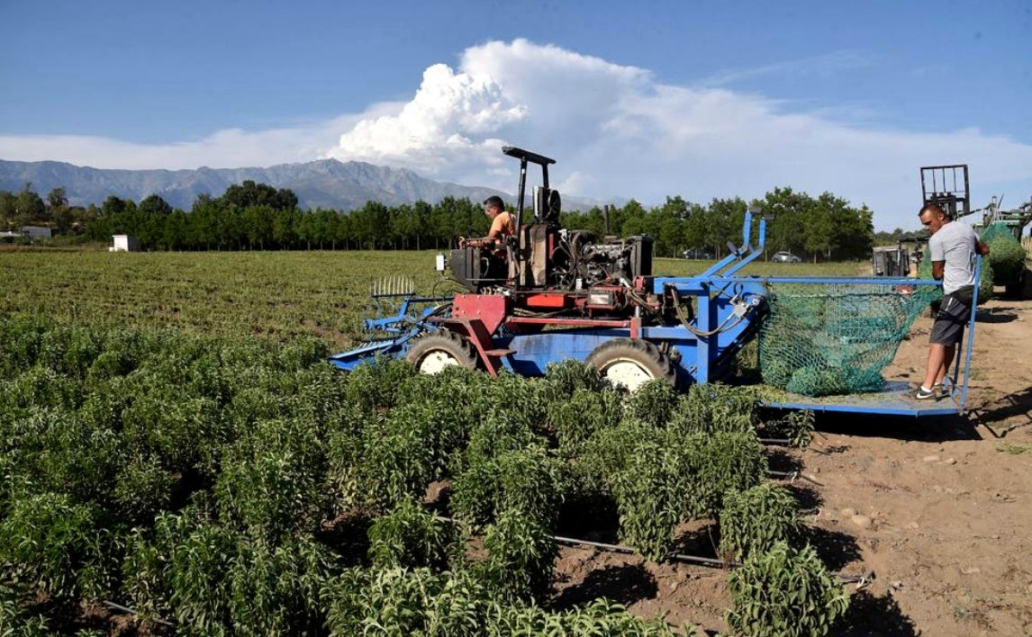 La hoja más dulce crece en La Vera