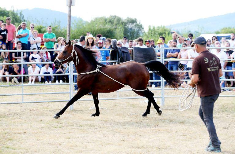 José Luis Serradilla gana un concurso de doma natural de caballos