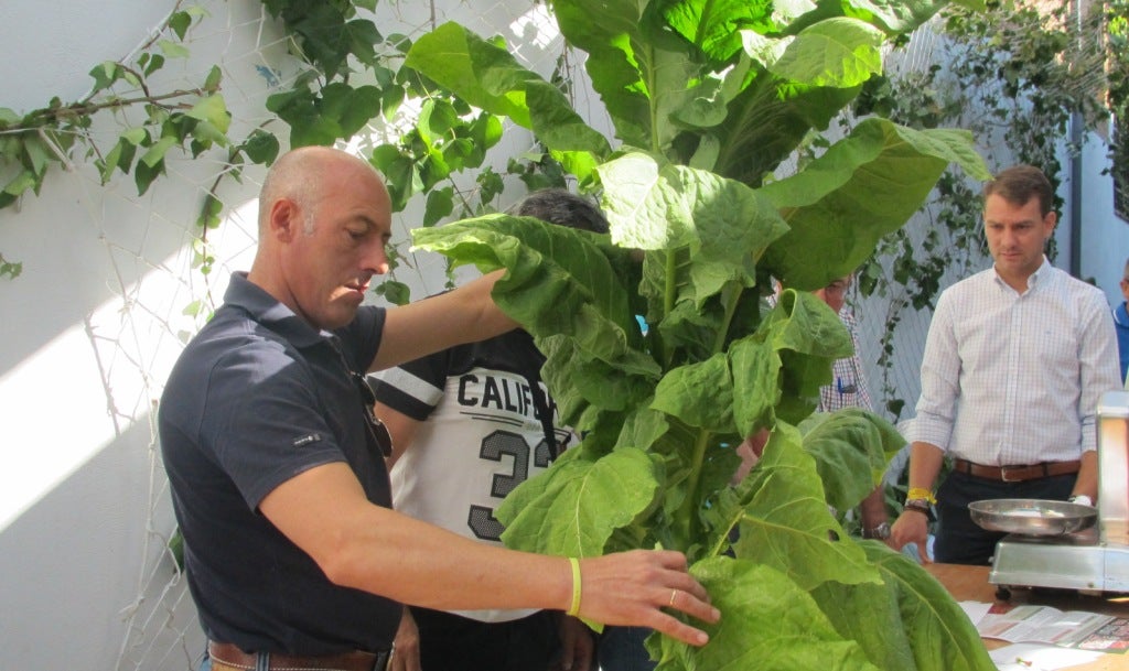 Convocado el Concurso del Pimiento y del Tabaco