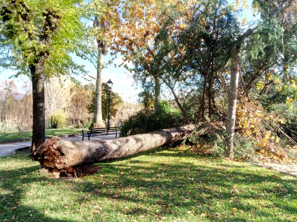 El fuerte viento tira un ciprés en el parque Los Bolos