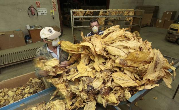 La interprofesional del sector exige a American Tobacco que vuelva a comprar hoja en España