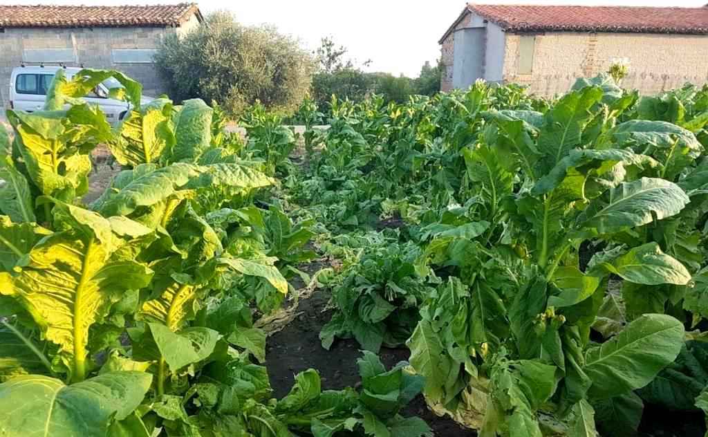 La mayor tabaquera británica experimenta una vacuna