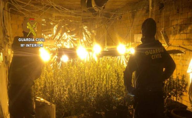 Detenido por cultivar en su casa de Pasarón de la Vera 466 plantas de marihuana