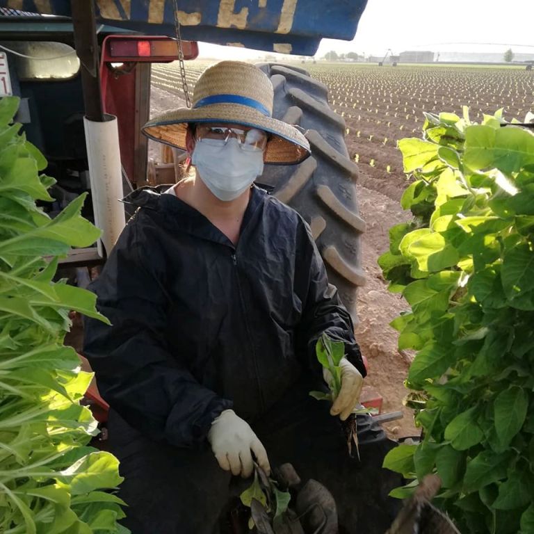 Los agricultores realizan estos días lo que ya es un ritual: plantar tabaco en el Tiétar