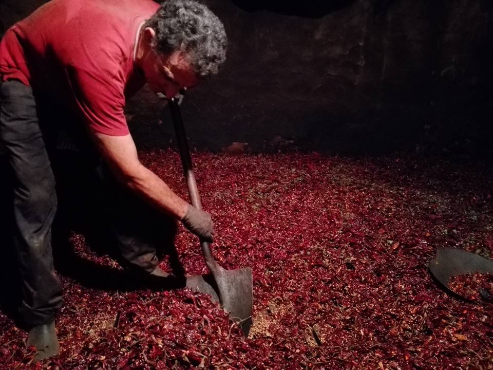 Homologan el contrato-tipo de compraventa de pimiento seco para pimentón