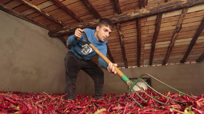 Convocadas las ayudas para el secado tradicional de pimientos para pimentón