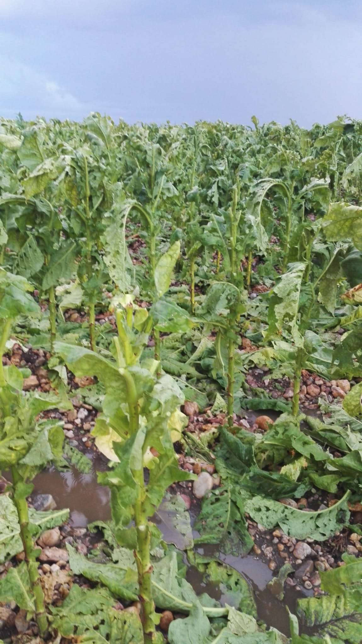 Las tormentas provocan daños en las cosechas de tabaco y pimiento de La Vera y Campo Arañuelo