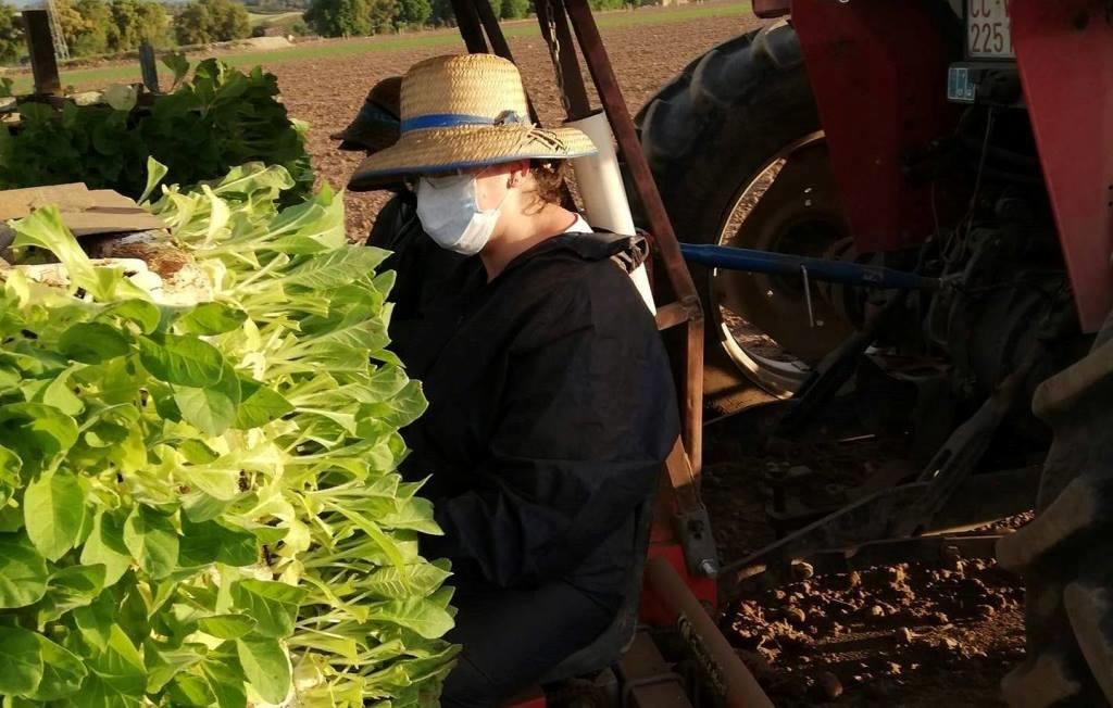 El pleno municipal aprueba pedir a Agricultura que mantenga la comarca tabaquera