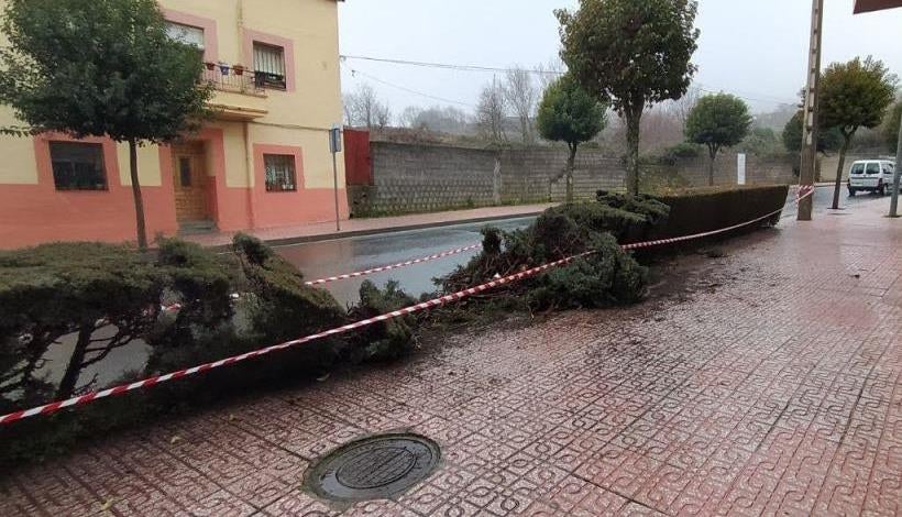 Topetazo a los setos de la avenida de la Montaña