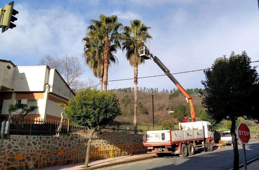 Más de 200 palmeras hay repartidas por el casco urbano de titularidad municipal