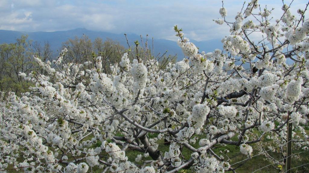 En nueve poblaciones productoras de la Vera ya luce el cerezo en flor