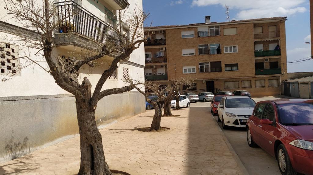 El olivo como árbol ornamental crece en el casco urbano jaraiceño
