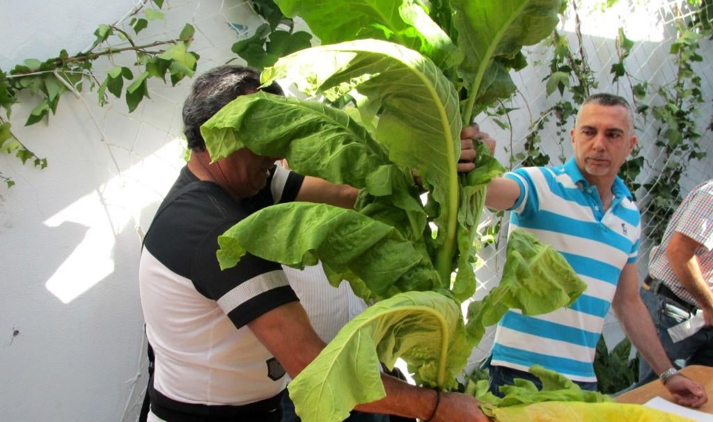 Convocado el XLVII concurso del tabaco y el pimiento