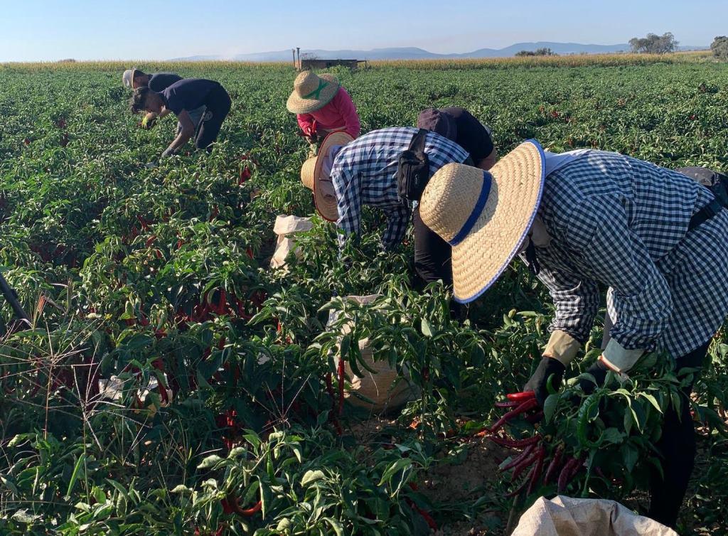 El kilo de pimiento seco para pimentón experimenta una subida de 40 céntimos
