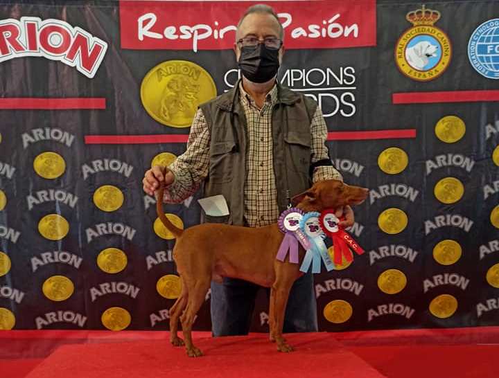 Candy Rodríguez recibe ocho distinciones en las exposiciones caninas de Talavera