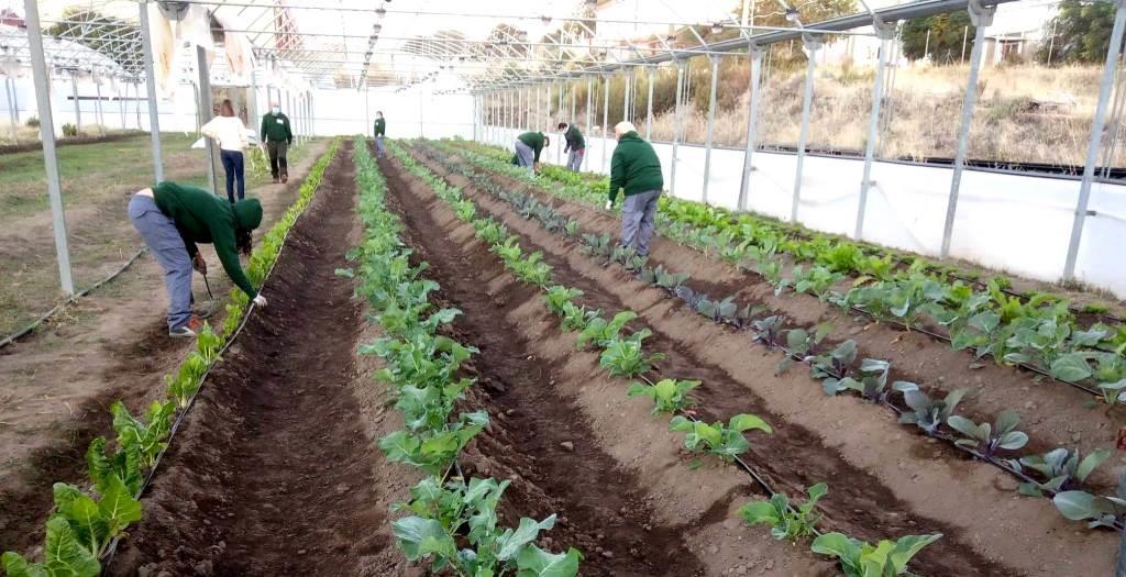 La Escuela Profesional 'Safariç Avanza' recupera los invernaderos municipales