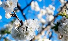 El cerezo en flor viste de blanco a La Vera Baja