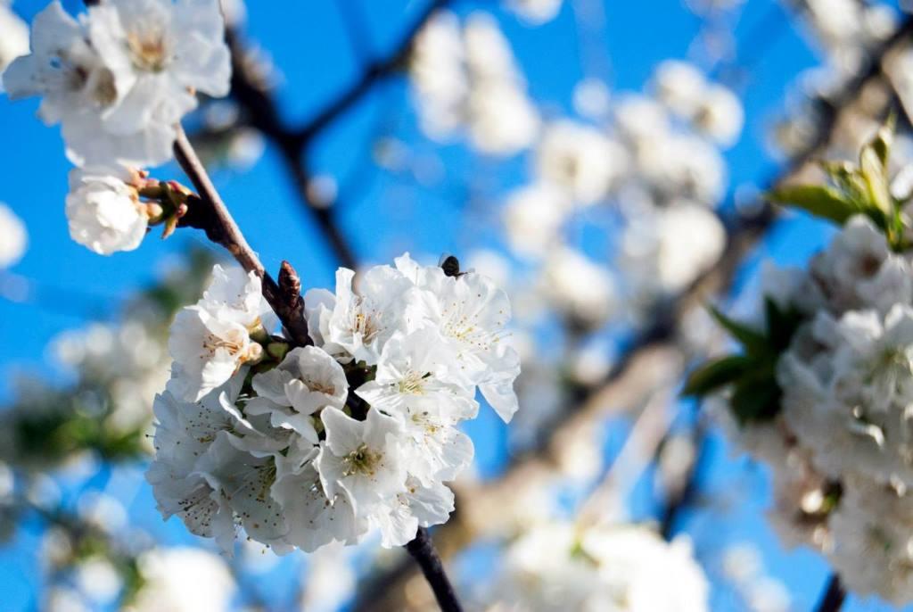 El cerezo en flor viste de blanco a La Vera Baja