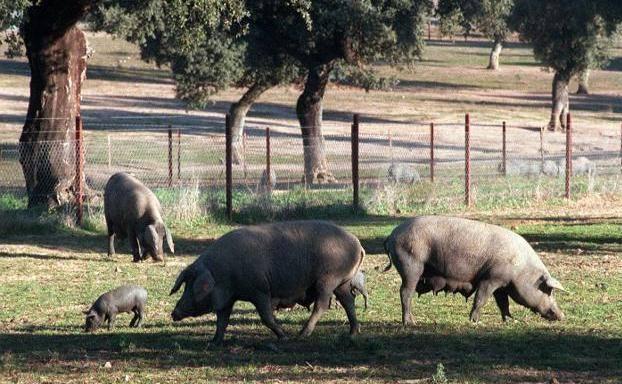 La Junta llama a la concienciación para evitar la llegada de la peste porcina