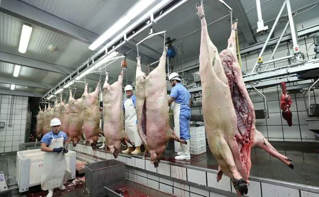 El matadero de Zafra sacrificará casi tantos cerdos como los otros 18 de la región juntos